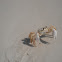 Ghost crab