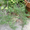 Rosemary