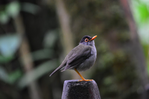 Spotting Image 1