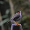Zorzal cabecinegro- Black-headed Nightingale-thrush
