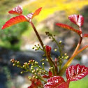 Poison Oak