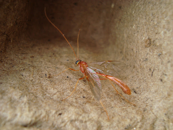 Spotting Image 1