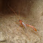 Ichneumon Fly