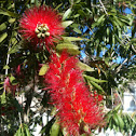 Bottlebrush