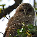 Tawny Owl (owlets)