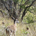 Mule deer