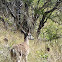 Mule deer