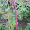 Love Lies Bleeding