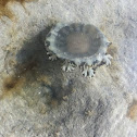 Upside-down Jellyfish