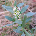Seaside Heliotrope or Quail Plant