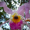 Orquídea