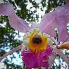 Orquídea