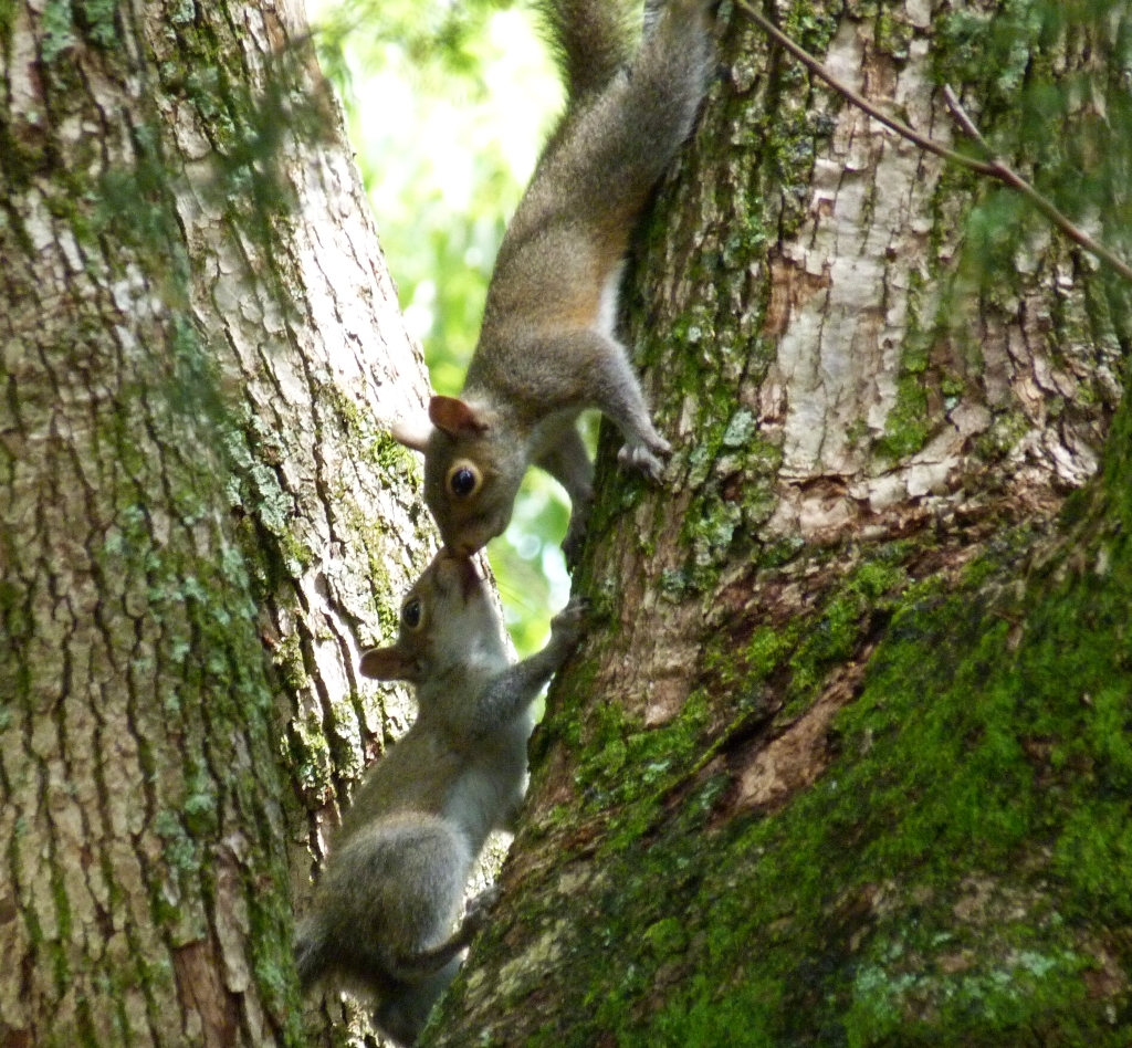 Eastern Gray Squirrel