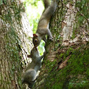 Eastern Gray Squirrel