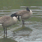 Canada goose