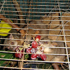 Common Ringtail Possums