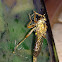 Robber Fly