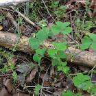 Common Yellow Woodsorrel