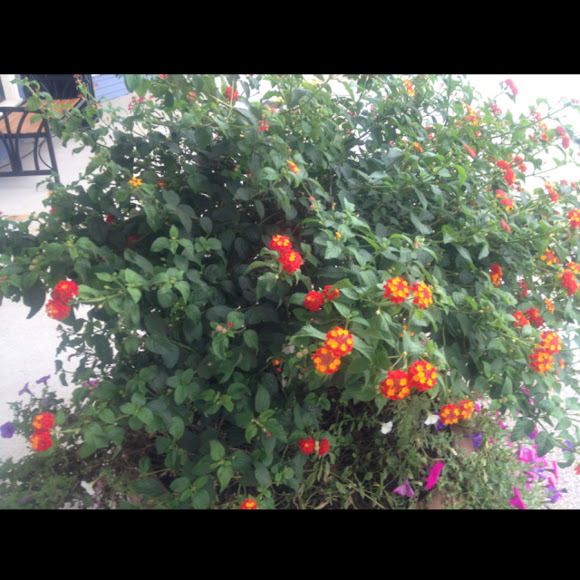 Spotting Image 1