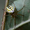 Mangora acalypha
