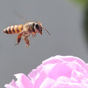 Honey bee