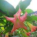 Angel's Trumpet