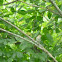 Ovenbird