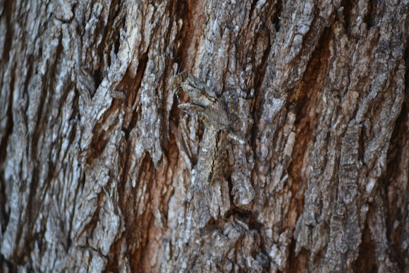 Spotting Image 1
