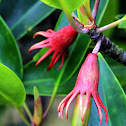 Many-petaled Mangrove (木欖 )