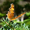 Hoary Comma