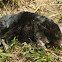 Common mole