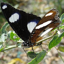 Danaid Eggfly (Male)