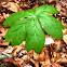 Mayapple