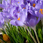 Crocus