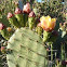 Coastal Prickly Pear 