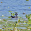 Wood Duck