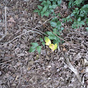 Unknown spotting
