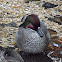 Falcated Teal