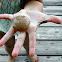 Moon Shell