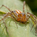 Common Lynx Spider