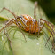 Common Lynx Spider