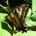 King swallowtail