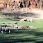 Bighorn Sheep