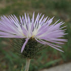 thistle; cardo blanco
