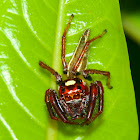 Jumping Spider