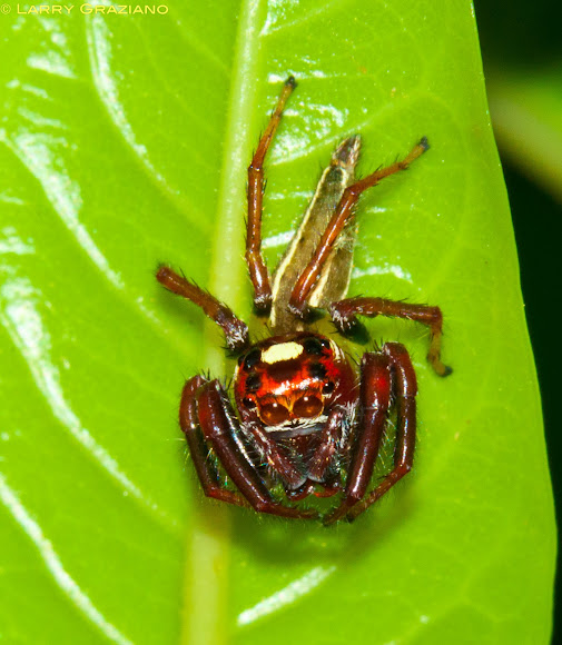 Spotting Image 1