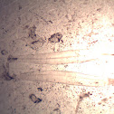 Arrow worm
