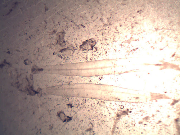 Spotting Image 1