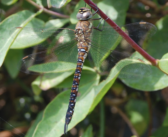 Spotting Image 1