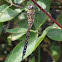 Migrant Hawker